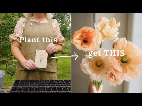 Grow the most beautiful poppy flowers this summer (EN subtitles)