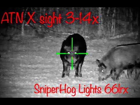 NIGHT VISION HUNTING CLOSE HOGS | ATN X-SIGHT 4K PRO | 300 BLACKOUT