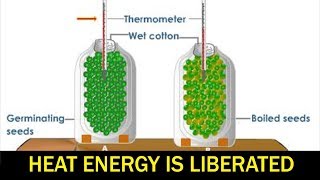 State Board 10th Class Biology  Biology - Heat Energy is Liberated During Respiration