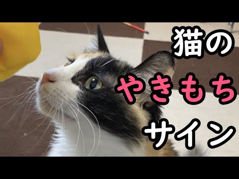 猫は嫉妬を感じますか?