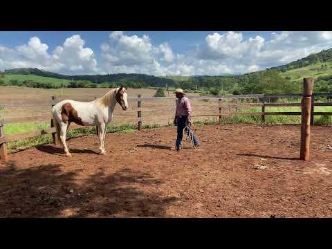 "Corrigindo um Cavalo Mal Domado: Resultado Surpreendente!" #doma #domador