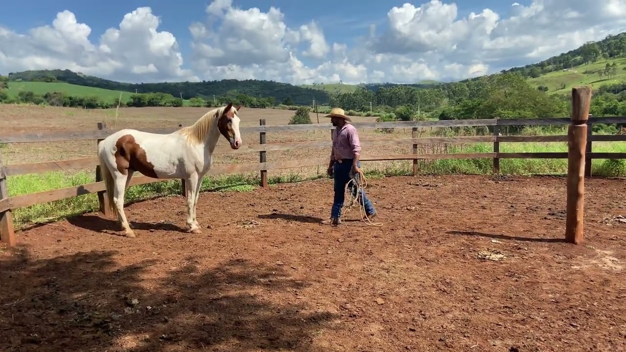 "Corrigindo um Cavalo Mal Domado: Resultado Surpreendente!" #doma #domador