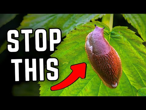 I Tested 7 Slug Controls To See If Any *Actually* Stop Slugs
