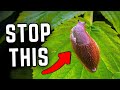 Can You ACTUALLY Stop Slugs Eating Your Plants?