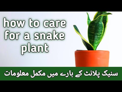 How to care for a snake plant /outdoor plant tips