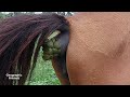 Horse Video At Village Miapur Field Daily Routine