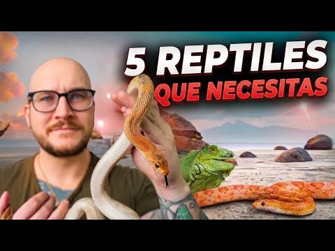 5 Reptiles Poco Comunes Como Mascotas Que Te Encantarán