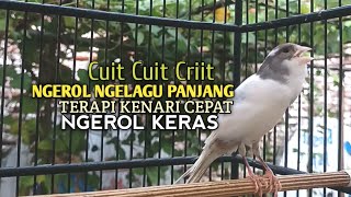 Download lagu kenari gacor panjang Cuit Cuit EMOSI, Pancingan Kenari Paud Belajar Bunyi, terapi AMPUH Kenari MACET mp3