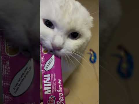 Drama? This cat invented it 😼🎭#DramaCat #FunnyCatShorts #CatAttitude #YouTubeShorts #CatLife