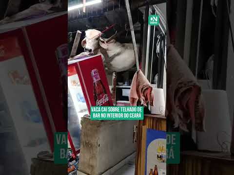 Vaca cai sobre telhado