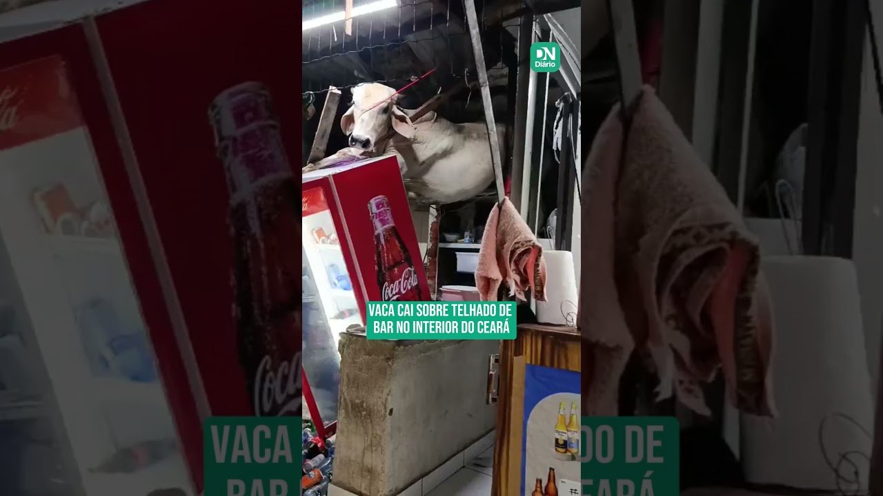 Imagem da notícia Vaca cai sobre telhado de bar no interior do Ceará