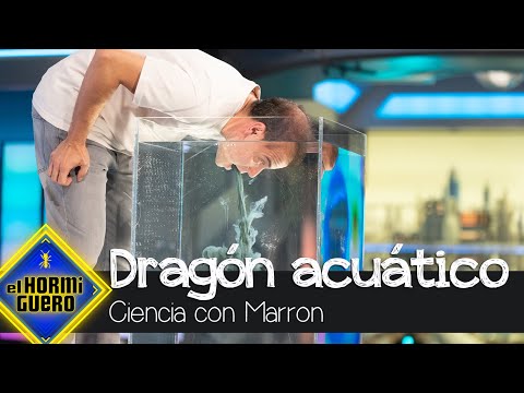 Marron sorprende a Maluma con un Dragón acuático creado con leche y colorante - El Hormiguero
