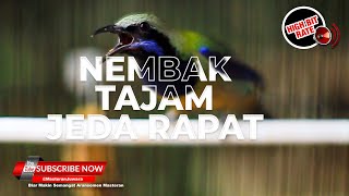 Download lagu Terbaik Masteran Jeda Untuk Burung Murai Batu Juara Cucak Cungkok Gacor Jernih mp3 Download lagu Terbaik Masteran Jeda Untuk Burung Murai Batu Juara Cucak Cungkok Gacor Jernih mp3