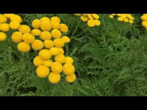 download lagu mp3 mp4 Tanacetum Vulgare Isla Gold, download lagu Tanacetum Vulgare Isla Gold gratis, unduh video klip Tanacetum Vulgare Isla Gold