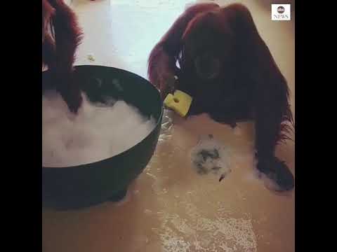 オランウータン、パース動物園を衛生的に保つのに貢献 COVID-19パンデミックの中で｜ABCニュース (Orangutan helps keep Perth Zoo sanitized amid COVID-19 pandemic | ABC News)