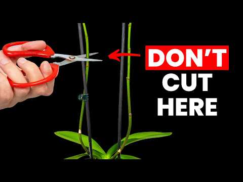 The Trick To Get Your Orchid To Flower Again