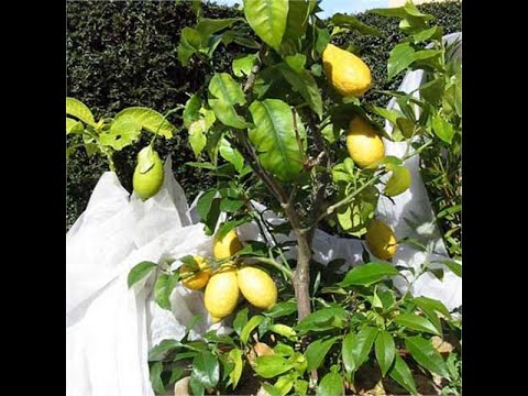 citronnier maladies paraziták a parazita test tisztításának gyakorlati módszerei