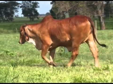 LOTE 13   Ideia FIV Cal   CAL 11764