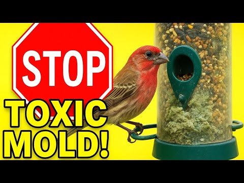 How to Prevent Toxic Mold in Bird Feeders