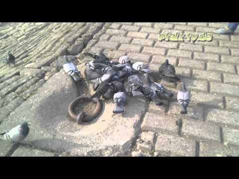 Stadttauben, die Ratten der Lüfte - Handyvideo