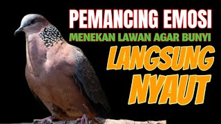 Download lagu #135 Suara Tekukur Betina Memanggil Jantan Cocok Untuk Pancingan Dirumah mp3