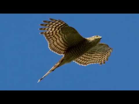 Sparrowhawk Bird Call Bird Song