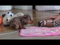 Miniature Dachshund dogs for sale: Jewel - Video 1