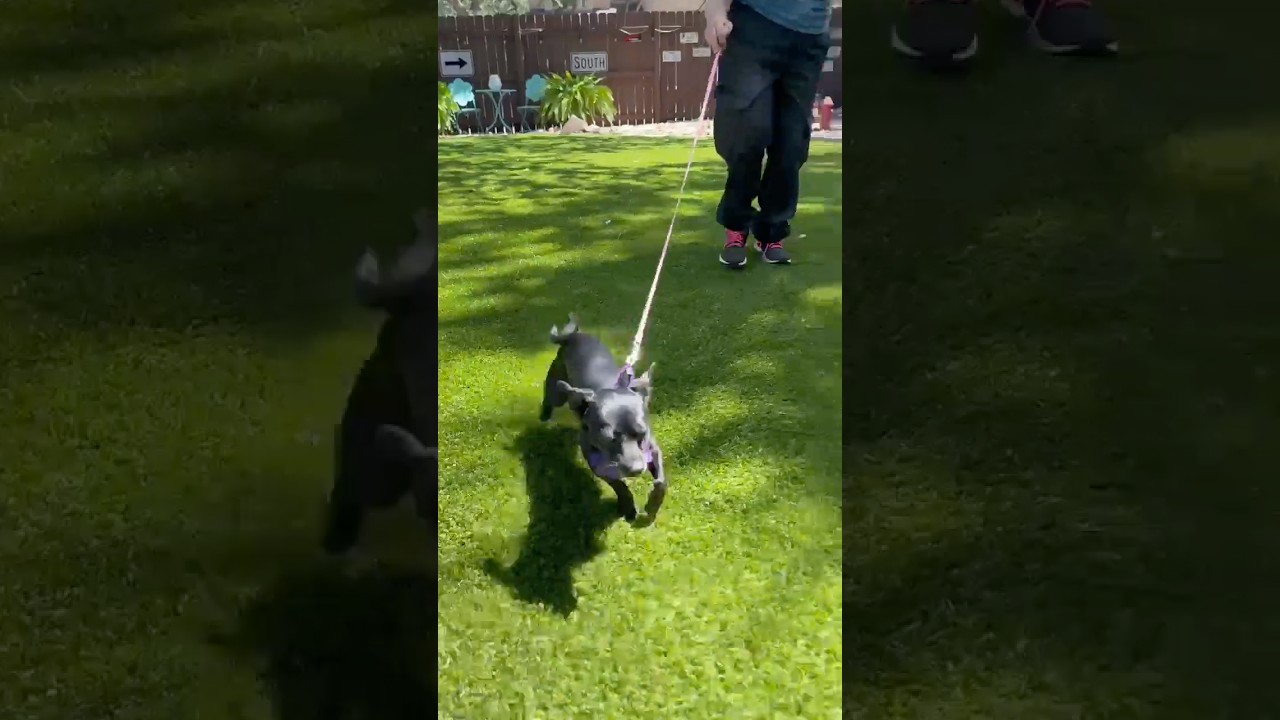 Enlarge Suzie-Q, an adopted mixed breed in Buffalo, NY video 4/6