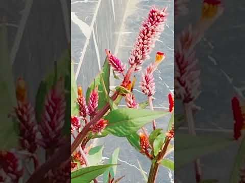 dhanvi ka dhoom#full #flowers#bhaunra#kids shorts