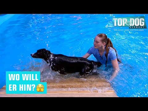 Sprinting through the obstacle course 🐾 | Top Dog Germany