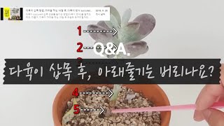 [Q&A] 다육이 삽목 후, 아래줄기는 버리나요? (적심 위치와 결과) succulents/多肉植物/たにくし…