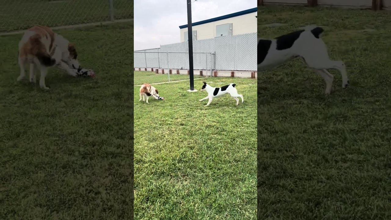 Enlarge Target, a Adoptable mixed breed in Los Banos, CA video 2/2