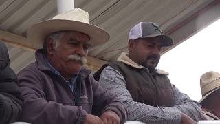 Coleadero en Noria del Cerro, General Pnfilo Natera, Zacatecas 2019.