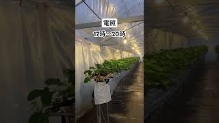 電照始めました。夕方3時間 #いちご #農協 #電照
