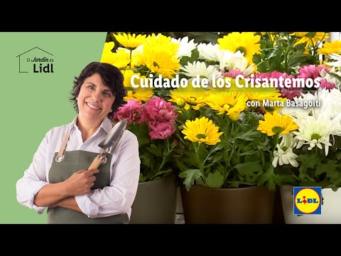 , title : 'Cuidado de los Crisantemos 🌼🌸 | El Jardín De Lidl | Lidl España'