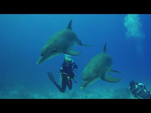 Dolphins in the House Reef