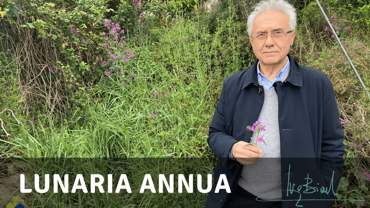 Lunaria Annua per Stimolare l'Appetito