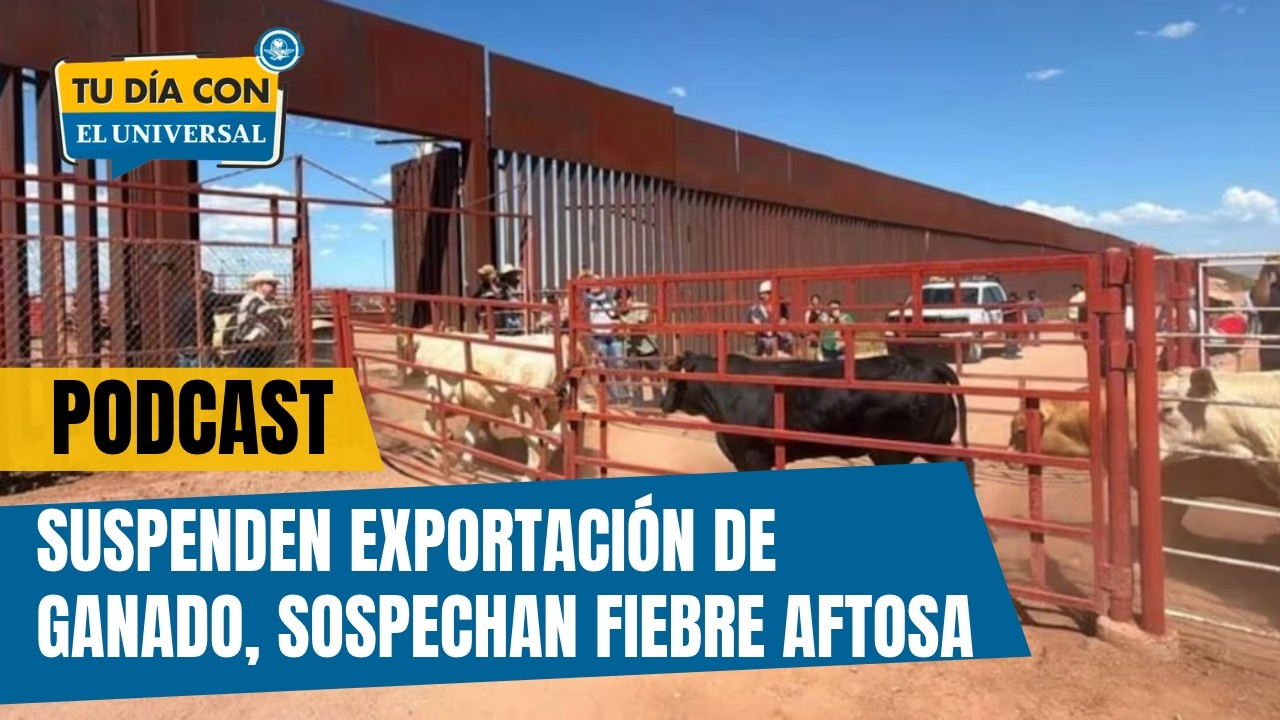 Suspenden exportación de ganado a EU, sospechan fiebre aftosa | TU DÍA CON EL UNIVERSAL 🗞️