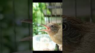 Download lagu jenggot mini gacor mbeset mp3