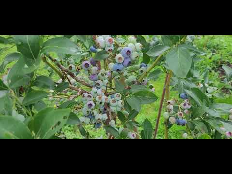 Borówka amerykańska, klęska urodzaju