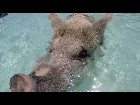 Pirates of the Bahamas