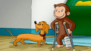 Hundley, o Babá de Macacos! | Episódios Completos 🐵 George, o Curioso