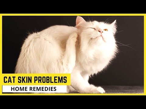 Cat Skin Problems Home Remedies🐱Cat Skin Allergies Home Remedies