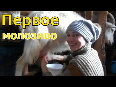 Первая дойка козы после окота