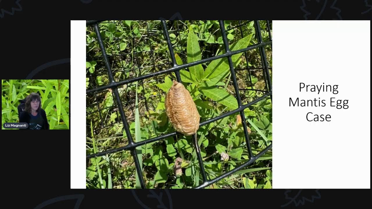 Rebroadcast- New York Summer Butterflies