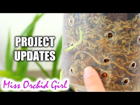 Orchid Projects Updates - Keiki Grow, moss setup & cool growers