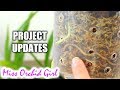 Orchid Projects Updates - Keiki Grow, moss setup & cool growers Orchid Projects Updates - Keiki Grow, moss setup & cool growers