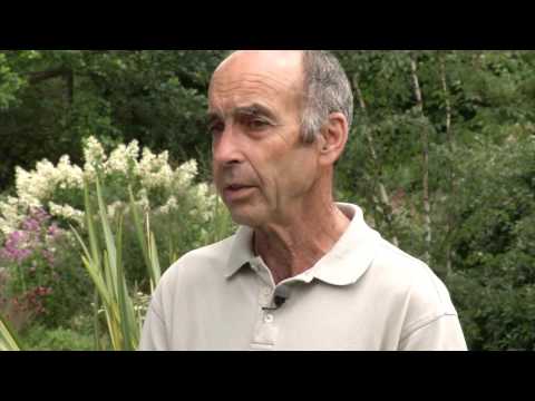 download lagu mp3 mp4 Japanese Forest Grass Albo Striata, download lagu Japanese Forest Grass Albo Striata gratis, unduh video klip Japanese Forest Grass Albo Striata