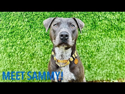 Sammy Simply so sweet, an adoptable Pit Bull Terrier & Labrador Retriever Mix in Provo, UT_image-1