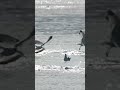 Gulls Hunting Herring